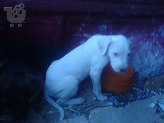 dogo argentino